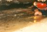 Gruta da Lapinha, Condeixa-a-Nova, 1995